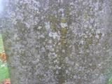 image of grave number 711159